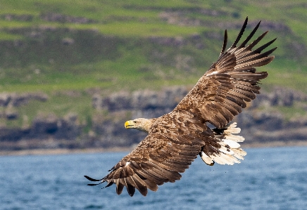 Foto águia água pássaro falcoaria
