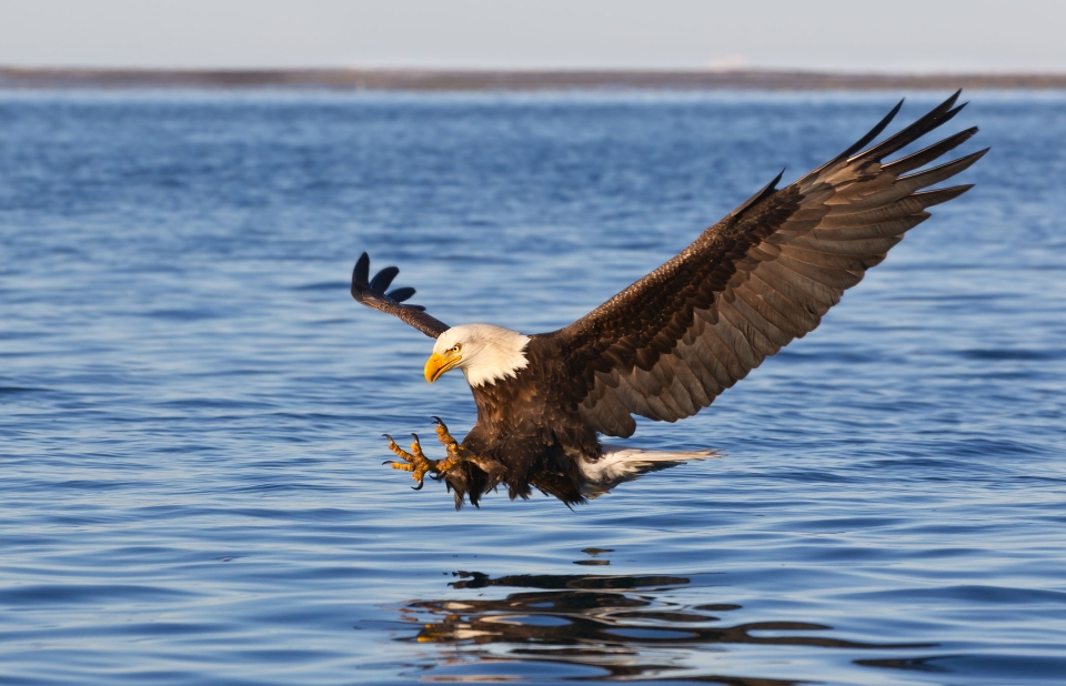 Eagles agua pájaro cetrería
