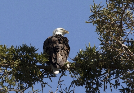 Branch sky bird plant Photo