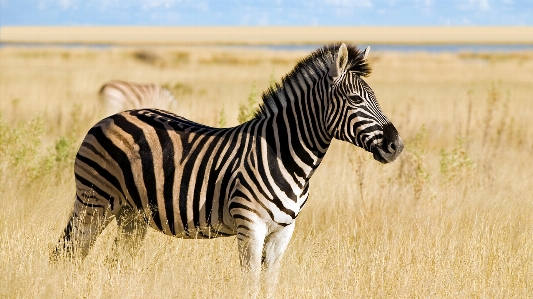 Africa savannah zebra sky Photo