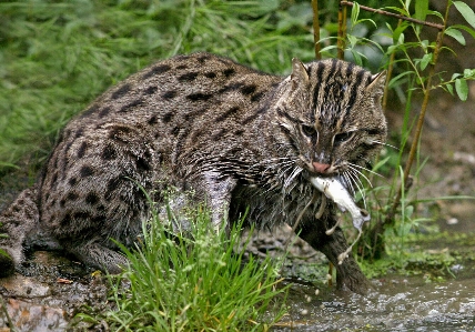 Balık tutma kedi kafa su Fotoğraf