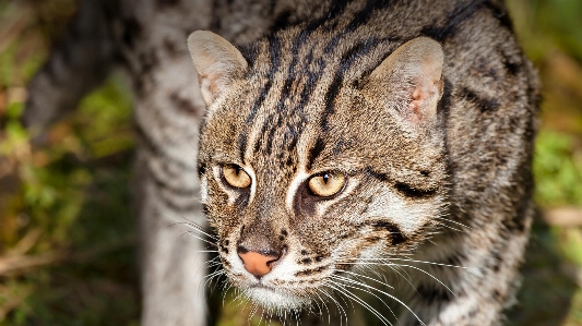 Fishing cat head eye Photo