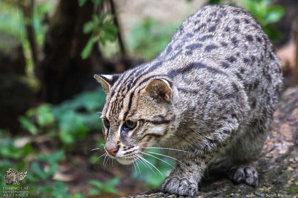 Katze jagd kopf auge