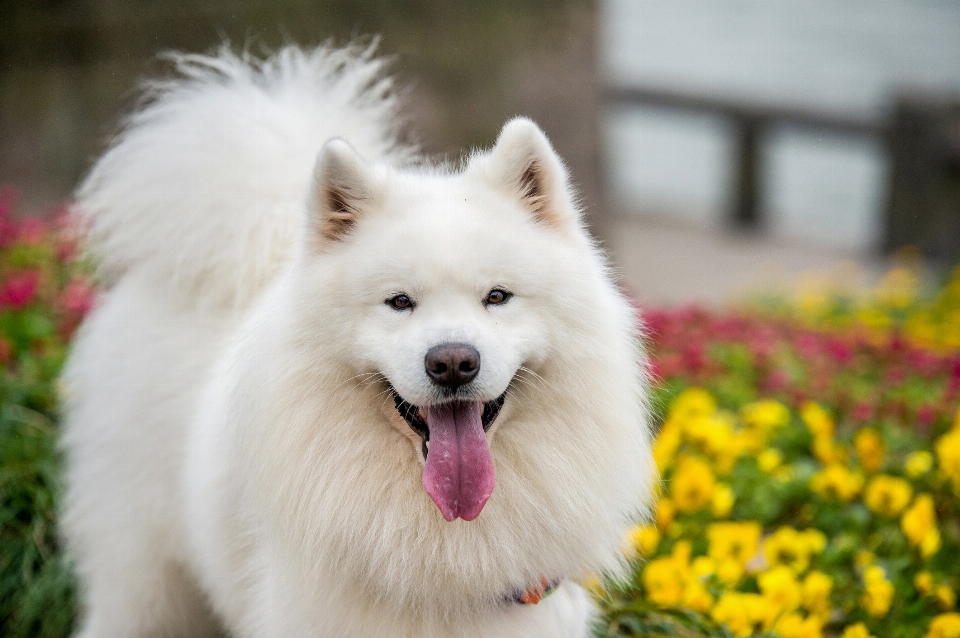 Köpekler sebze bahçe ev