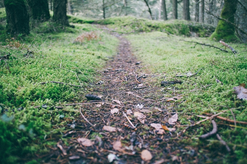 Tree nature forest path