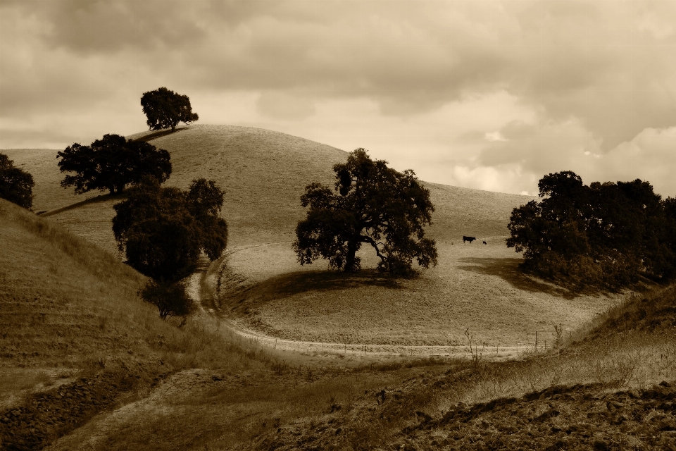 Paisaje árbol naturaleza camino