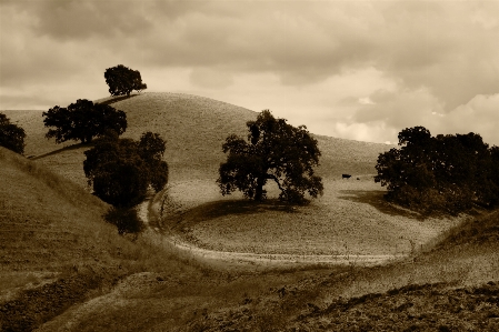 Landscape tree nature path Photo