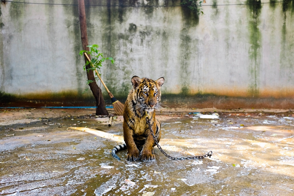 鎖 動物 野生動物 動物園