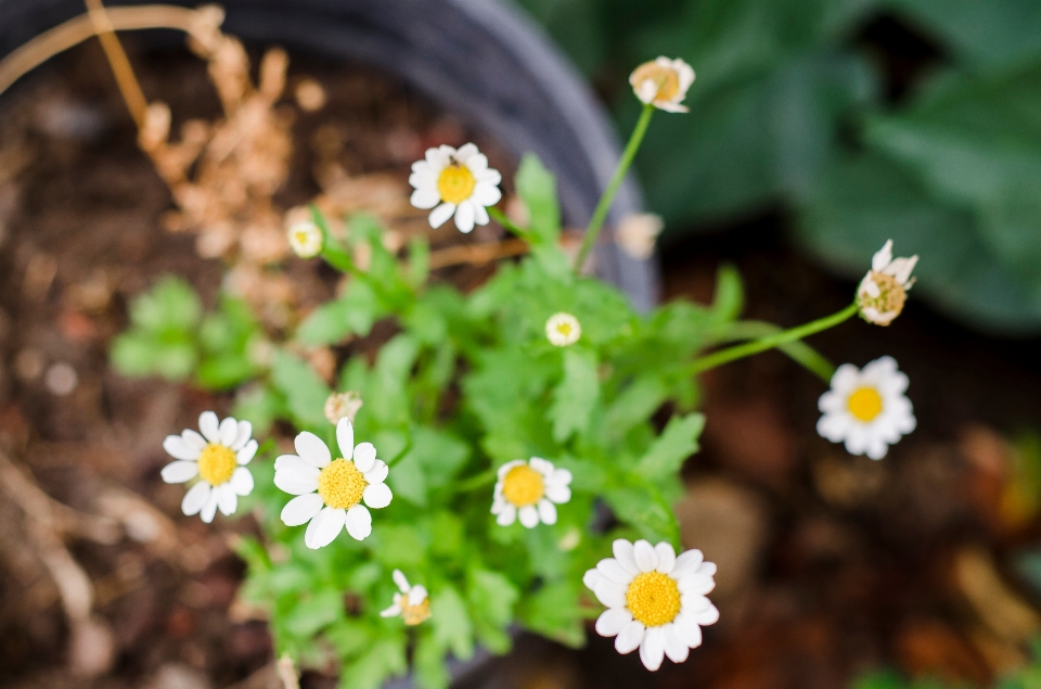 Naturaleza florecer planta flor