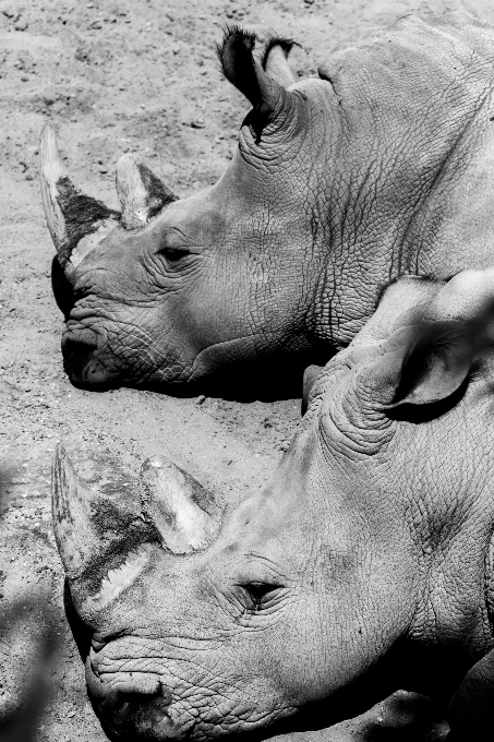 Bianco e nero
 animale statua mammifero