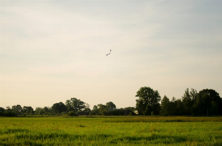 Landscape nature grass horizon Photo