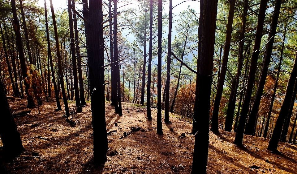 Albero natura foresta selvaggia
