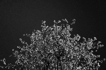 Photo Arbre bifurquer noir et blanc
 usine