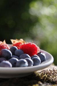 Plant raspberry fruit berry Photo