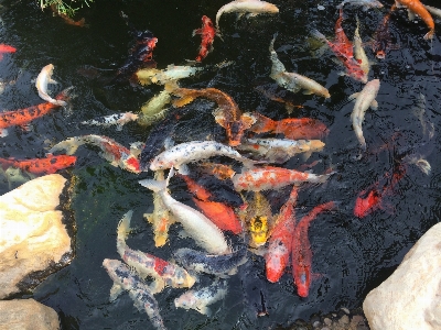 Pond fish koi goldfish Photo