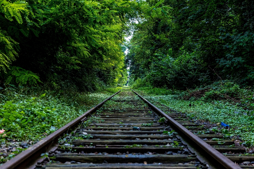 Tree nature forest track