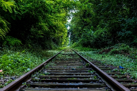 Tree nature forest track Photo