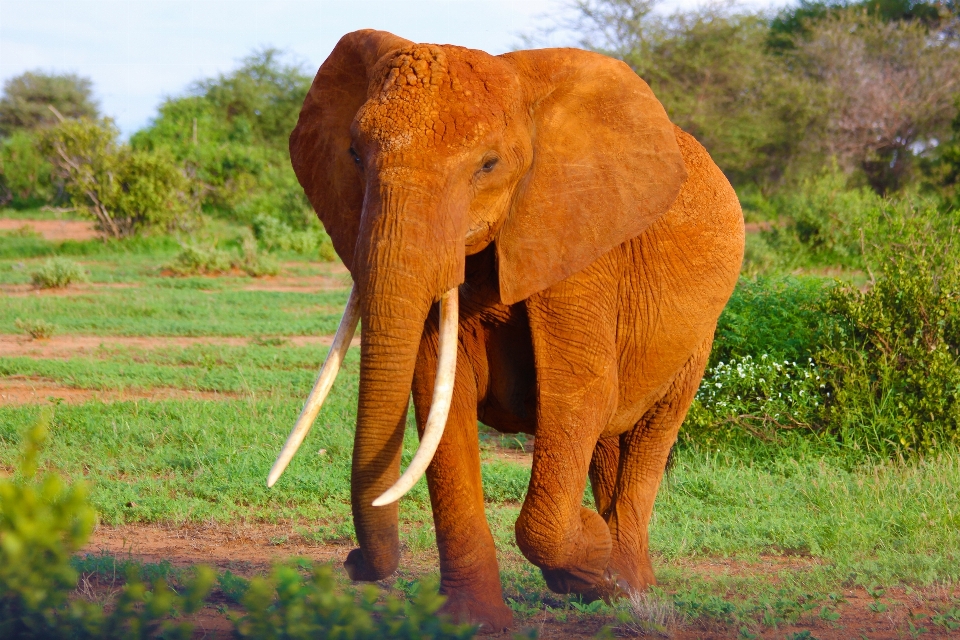 Pradaria
 animal animais selvagens pasto
