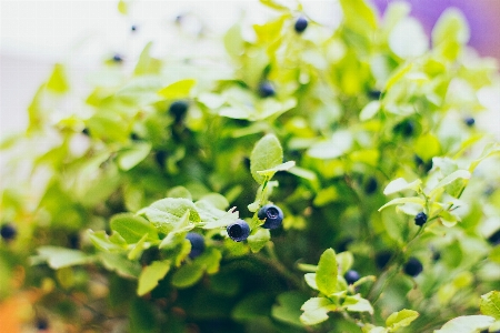 Nature branch blossom plant Photo