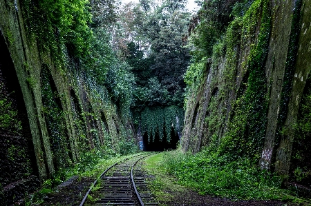 Tree nature forest track Photo