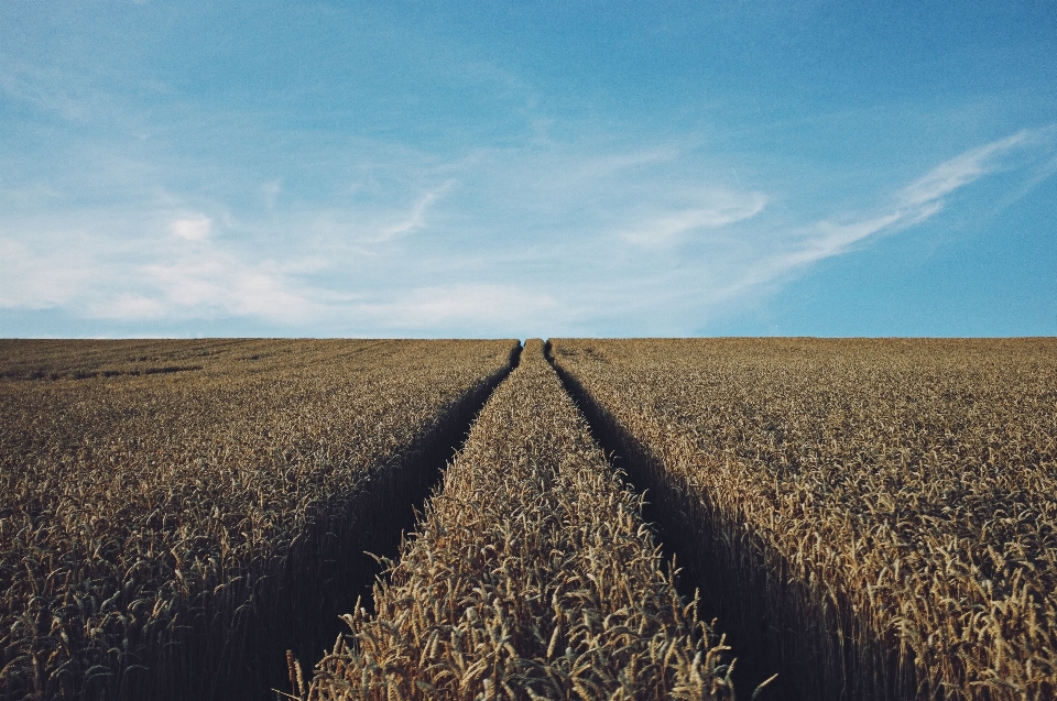 Paysage herbe horizon usine