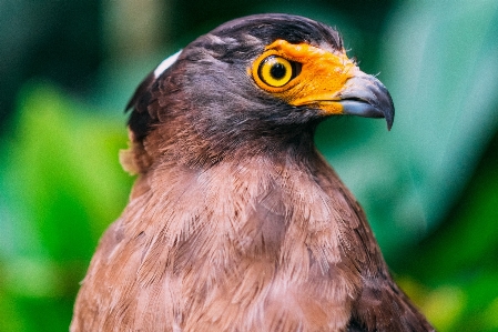 Foto Pássaro animal animais selvagens bico