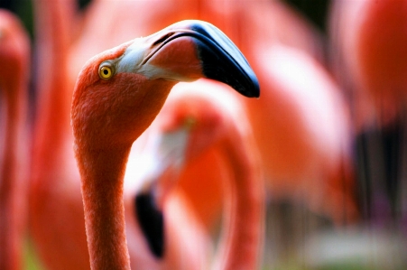 Bird animal red beak Photo