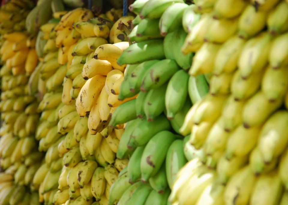 Plantar fruta flor comida