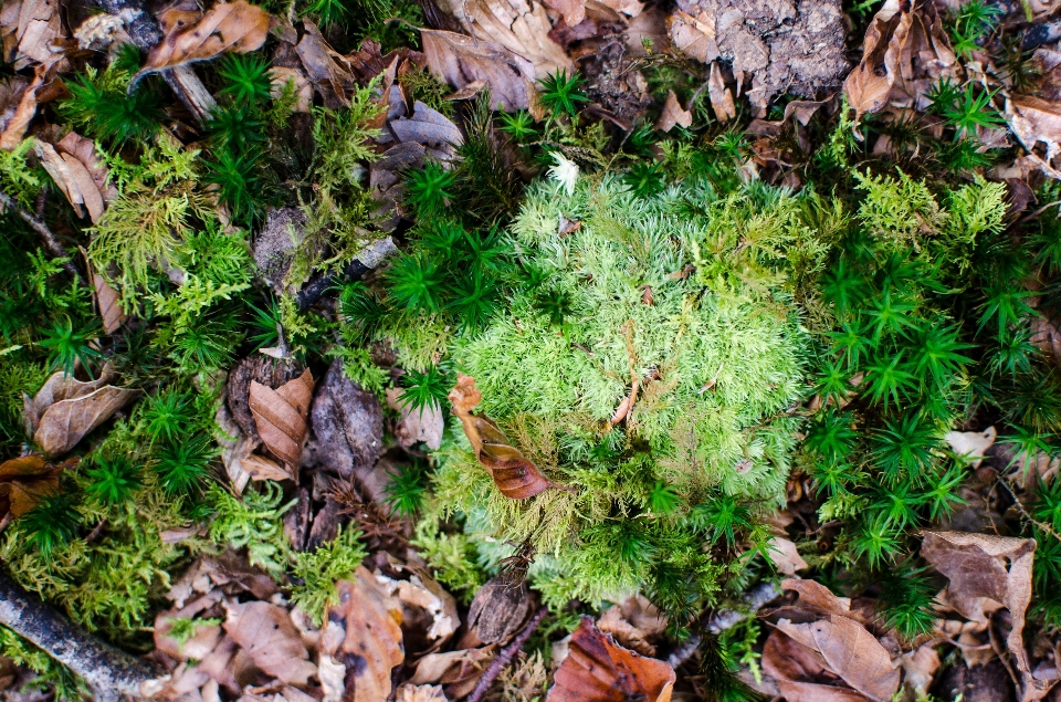 Wald anlage boden blatt