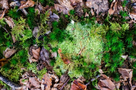 Forest plant ground leaf Photo