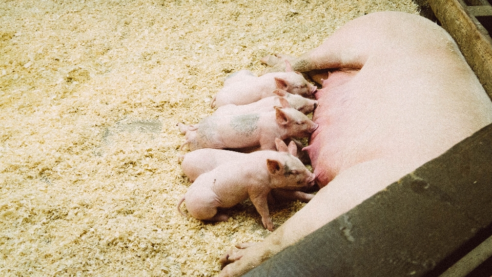 Azienda agricola animale mammifero maialino
