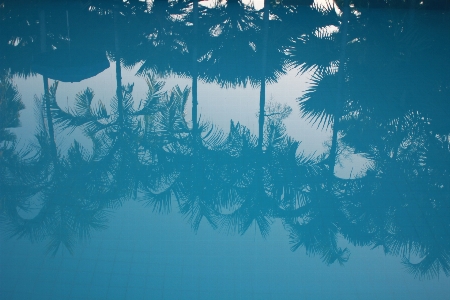 Water branch sky palm tree Photo