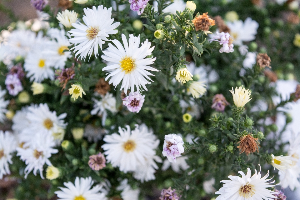 Plant flower bloom daisy