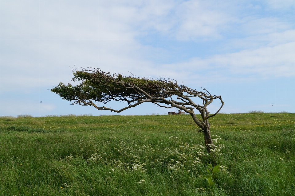 Paisaje árbol naturaleza césped