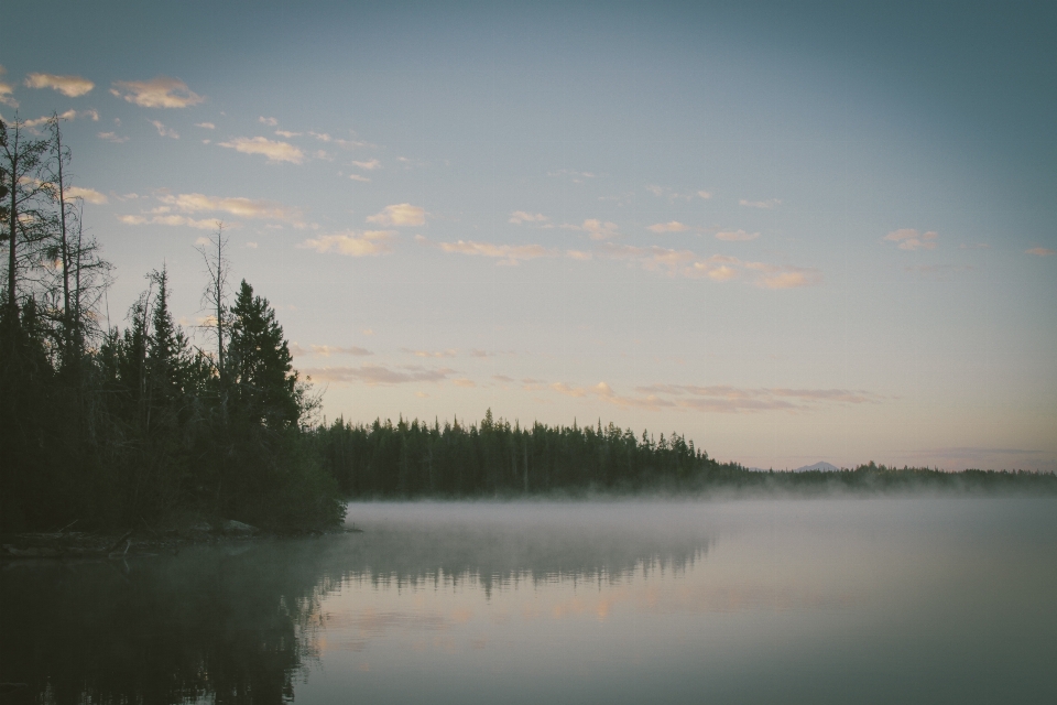 Landschaft baum wasser natur