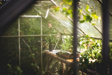 Zdjęcie Drzewo natura oddział zakład