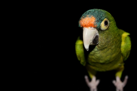 鳥 動物 緑 嘴 写真