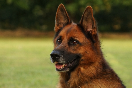 Hund säugetier wirbeltier
 hunderasse
 Foto