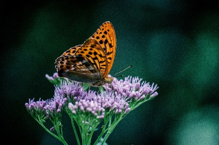 Foto Natureza asa fotografia flor