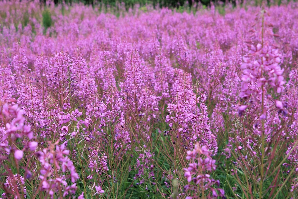 Gras blüte anlage feld