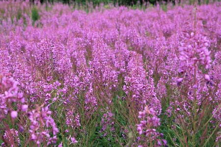 Foto Grama florescer plantar campo