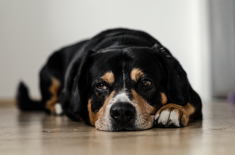 Cucciolo cane animale canino
