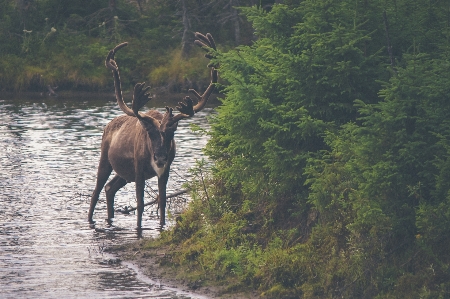 Nature wilderness animal wildlife Photo