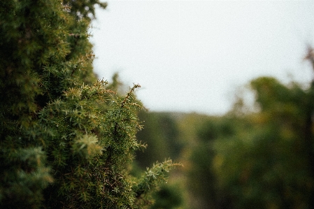 Tree nature forest grass Photo