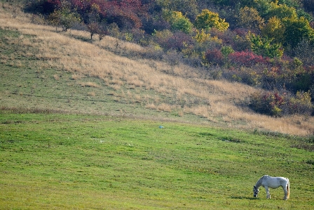 Landscape grass marsh wilderness Photo