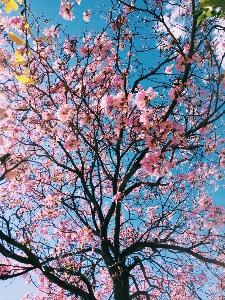 Foto Albero natura ramo fiore