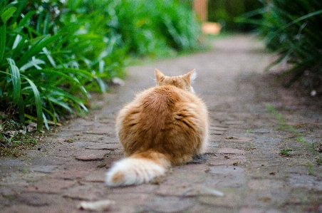 Grass flower animal kitten Photo