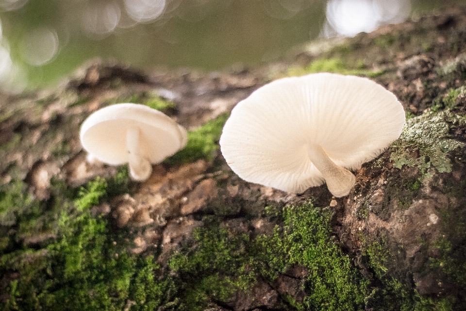 Natura las kora zielony