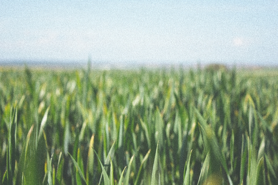 Grass plant field farm