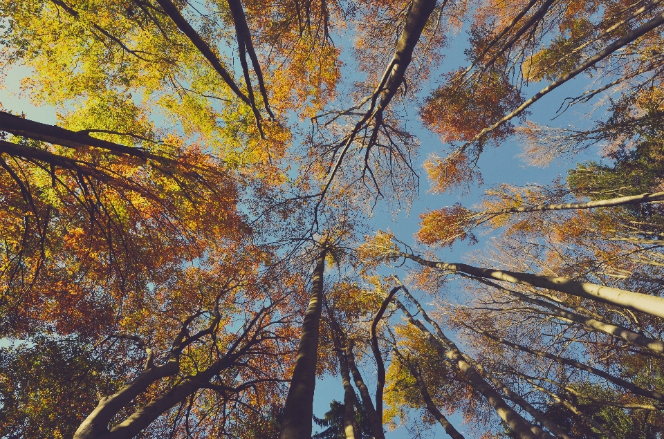 Pohon hutan cabang tanaman